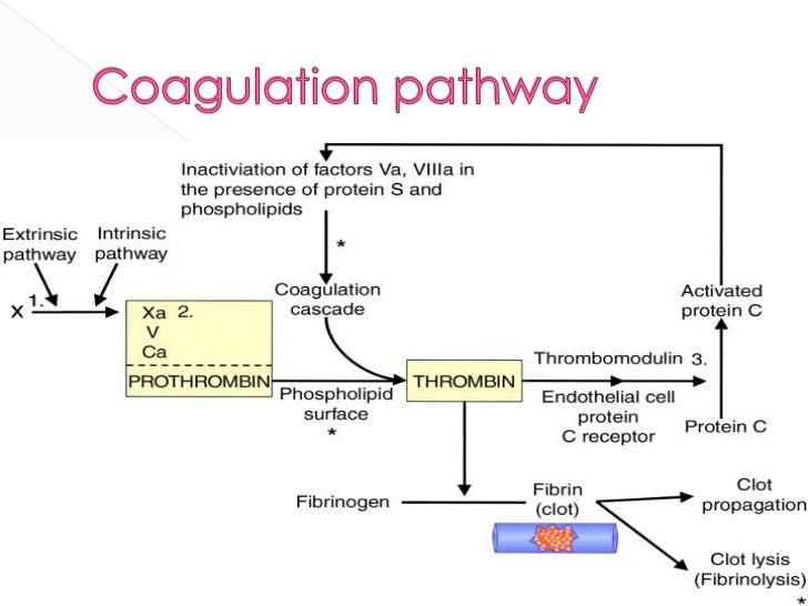 blood clotting cascade diagram blood coagulation cascade diagram bmp lab diagram blood clotting cascade diagram blood coagulation cascade diagram bmp lab diagram