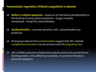 Homeostatic regulation of blood coagulation is altered. 
 Defect in cellular apoptosis---exposure of membrane phospholipids to 
the binding of various plasma proteins---b2gp1 complex, 
neoepitope---target for autoantibodies. 
 Oxidized b2GP1---activates dendritic cells –autoantibodies are 
produced. 
 Emerging evidence from animal studies suggest that aPLmediate 
complement activation may be primary event for pregnancy loss 
 aPLs inhibit production of placental prolactin and insulin growth factor 
binding protein-1 thus affecting trophobla. st syncitium formation, 
placental apoptosis 
 