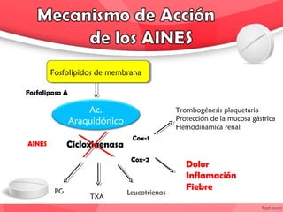 Ac.
Araquidónico
Fosfolípidos de membrana
Fosfolipasa A
PG
TXA
Leucotrienos
Cicloxigenasa
Cox-1
Trombogénesis plaquetaria
Protección de la mucosa gástrica
Hemodinamica renal
Cox-2
Dolor
Inflamación
Fiebre
AINES
 