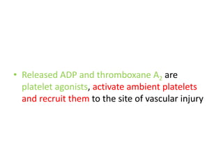 • Released ADP and thromboxane A2 are
platelet agonists, activate ambient platelets
and recruit them to the site of vascular injury
 