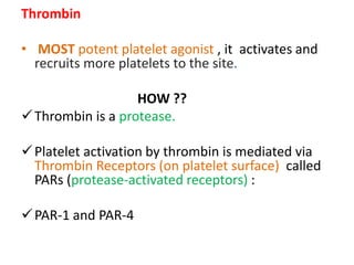 Thrombin
• MOST potent platelet agonist , it activates and
recruits more platelets to the site.
HOW ??
Thrombin is a protease.
Platelet activation by thrombin is mediated via
Thrombin Receptors (on platelet surface) called
PARs (protease-activated receptors) :
PAR-1 and PAR-4
 
