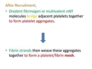 After Recruitment,
• Divalent fibrinogen or multivalent vWF
molecules bridge adjacent platelets together
to form platelet aggregates.
• Fibrin strands then weave these aggregates
together to form a platelet/fibrin mesh.
 