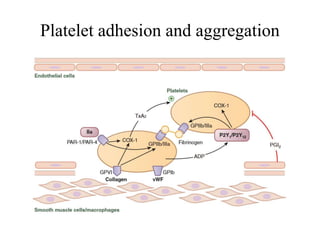 Platelet adhesion and aggregation
 