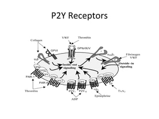P2Y Receptors
 