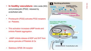 Aditi
Maitra
• In healthy vasculature- nitric oxide (NO)
and prostacyclin (PGI2) released by
endothelial cells
•
• Prostacyclin (PGI2) activates PGI2 receptors
on Platelets.
• This activation increases cAMP levels and
inhibits Platelet aggregation.
• cAMP inhibits release of ADP and 5HT from
dense granules of Platelets & Ca
• Stabilizes GP2B /3A receptor
 