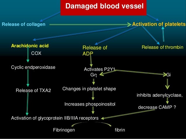 Plavix And Aspirin Therapy