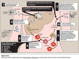 ANTIPROTOZAL_DRUGS, overview of different protozoal infections[1].pptx