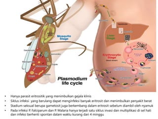 • Hanya parasit eritrositik yang menimbulkan gejala klinis
• Siklus infeksi yang berulang dapat menginfeksi banyak eritrosit dan menimbulkan penyakit berat
• Stadium seksual berupa gametosit juga berkembang dalam eritrosit sebelum diambil oleh nyamuk
• Pada infeksi P. Falciparum dan P. Malaria hanya terjadi satu siklus invasi dan multiplikasi di sel hati
dan infeksi berhenti spontan dalam waktu kurang dari 4 minggu
 