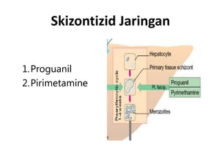 Skizontizid Jaringan
1.Proguanil
2.Pirimetamine
 