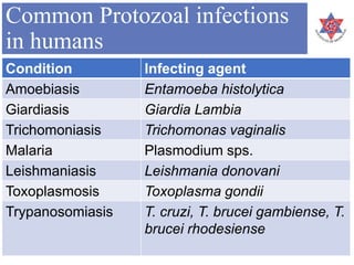 Common Protozoal infections
in humans
Condition Infecting agent
Amoebiasis Entamoeba histolytica
Giardiasis Giardia Lambia
Trichomoniasis Trichomonas vaginalis
Malaria Plasmodium sps.
Leishmaniasis Leishmania donovani
Toxoplasmosis Toxoplasma gondii
Trypanosomiasis T. cruzi, T. brucei gambiense, T.
brucei rhodesiense
 