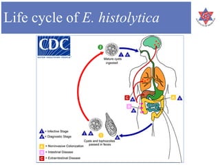 Life cycle of E. histolytica
 
