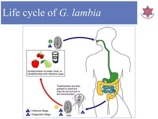 Life cycle of G. lambia
 