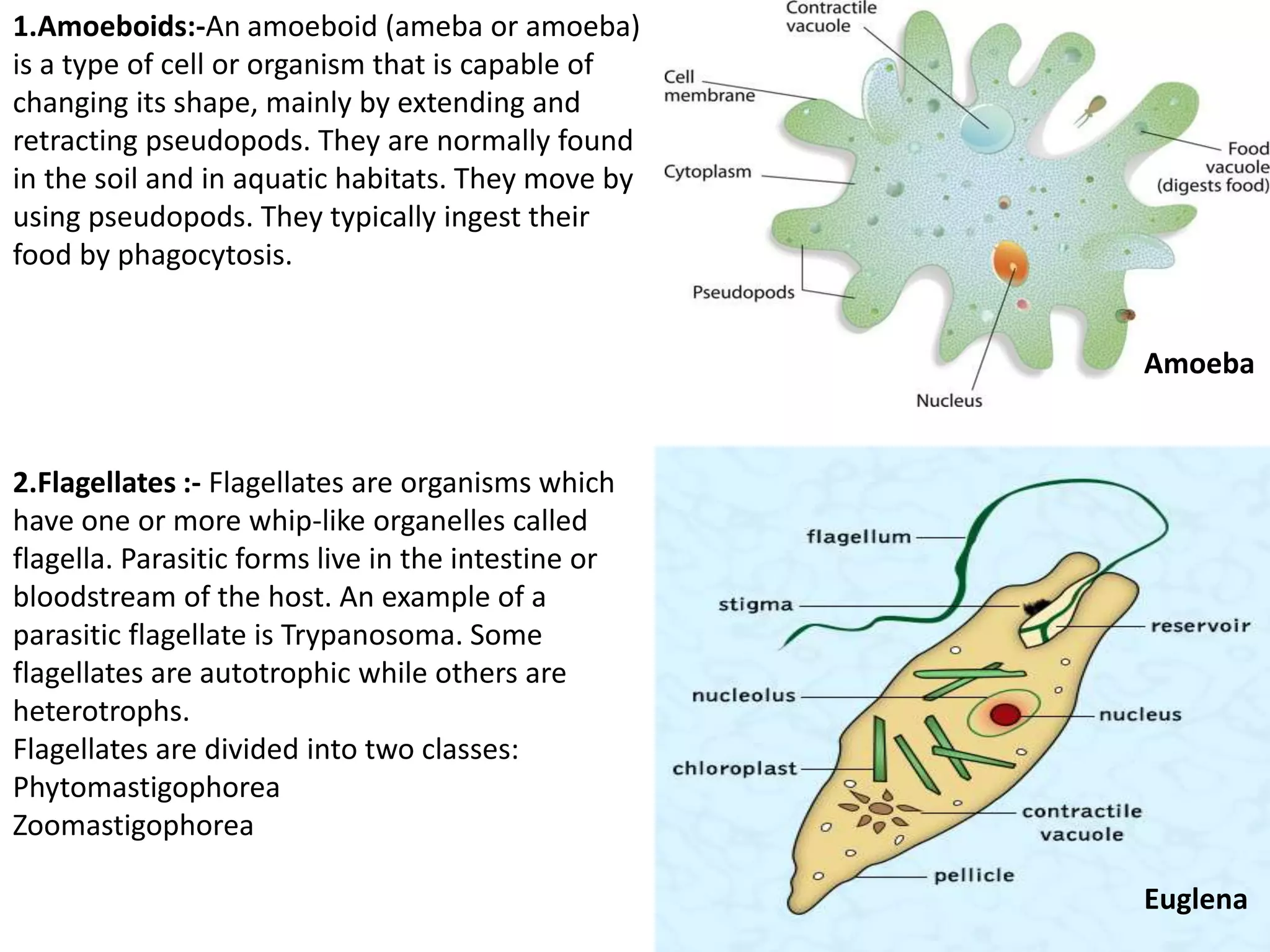 Slide illustrating protozoal infections and antiprotozoal drugs