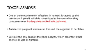 TOXOPLASMOSIS
• One of the most common infections in humans is caused by the
protozoan T. gondii, which is transmitted to humans when they
consume raw or inadequately cooked infected meat.
• An infected pregnant woman can transmit the organism to her fetus.
• Cats are the only animals that shed oocysts, which can infect other
animals as well as humans.
59
 