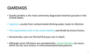 GIARDIASIS
• Giardia lamblia is the most commonly diagnosed intestinal parasite in the
United States.
• Ingestion, usually from contaminated drinking water, leads to infection.
• The trophozoites exist in the small intestine and divide by binary fission.
• Occasionally, cysts are formed that pass out in stools.
• Although some infections are asymptomatic, severe diarrhea can occur,
which can be very serious in immunocompromised patients.
61
 
