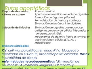 Rutas apoptóticasEtapas de desarrollo :
células en exceso
Sistema nervioso
Apertura de los orificios en el tubo digestivo
Formación de órganos (riñones)
Remodelación de huesos y cartílagos
Eliminación de las áreas interdigitales.
Selección de linfocitos Eliminación de aquellos que reconocen
antígenos propios y de células infectadas o
tumorales por histólisis
Mecanismos de defensa frente a tumores en
que intervienen células (LTc, NK y
Macrófagos).
CV: arritmias paroxísticas en nodo AV o bloqueos o
reentradas en el Haz His, miocardiopatías dilatadas. Vasos:
inestabilidad de placas.
enfermedades neurodegenerativas (disminución de
neuronas): EA (memoria, lenguaje), EP (control y
Situaciones patológicas:
 