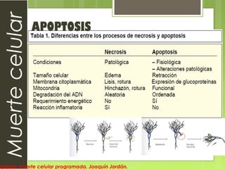 Muertecelular APOPTOSIS
optosis: muerte celular programada. Joaquín Jordán.
 