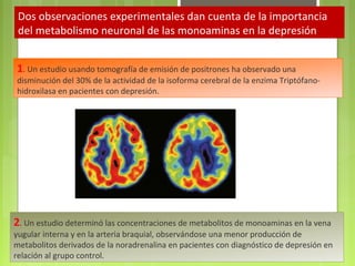 Dos observaciones experimentales dan cuenta de la importancia
del metabolismo neuronal de las monoaminas en la depresión:
1. Un estudio usando tomografía de emisión de positrones ha observado una
disminución del 30% de la actividad de la isoforma cerebral de la enzima Triptófano-
hidroxilasa en pacientes con depresión.
2. Un estudio determinó las concentraciones de metabolitos de monoaminas en la vena
yugular interna y en la arteria braquial, observándose una menor producción de
metabolitos derivados de la noradrenalina en pacientes con diagnóstico de depresión en
relación al grupo control.
 