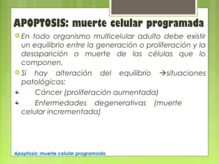  En todo organismo multicelular adulto debe existir
un equilibrio entre la generación o proliferación y la
desaparición o muerte de las células que lo
componen.
 Si hay alteración del equilibrio situaciones
patológicas:
Cáncer (proliferación aumentada)
Enfermedades degenerativas (muerte
celular incrementada)
APOPTOSIS: muerte celular programada
Apoptosis: muerte celular programada
 