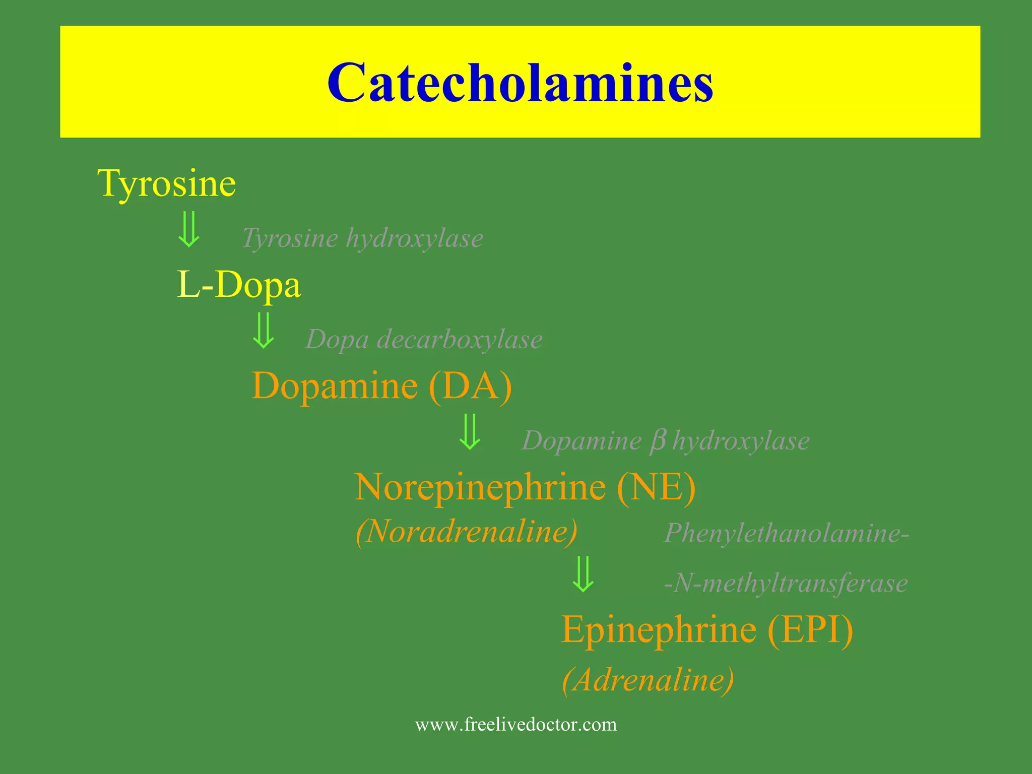 Catecholamines Tyrosine Tyrosine hydroxylase L- Dopa Dopa decarboxylase Dopamine (DA) Dopamine hydroxylase Norepinephrine (NE) (Noradrenaline) Phenylethanolamine- -N-methyltransferase Epinephrine (EPI) (Adrenaline) www.freelivedoctor.com