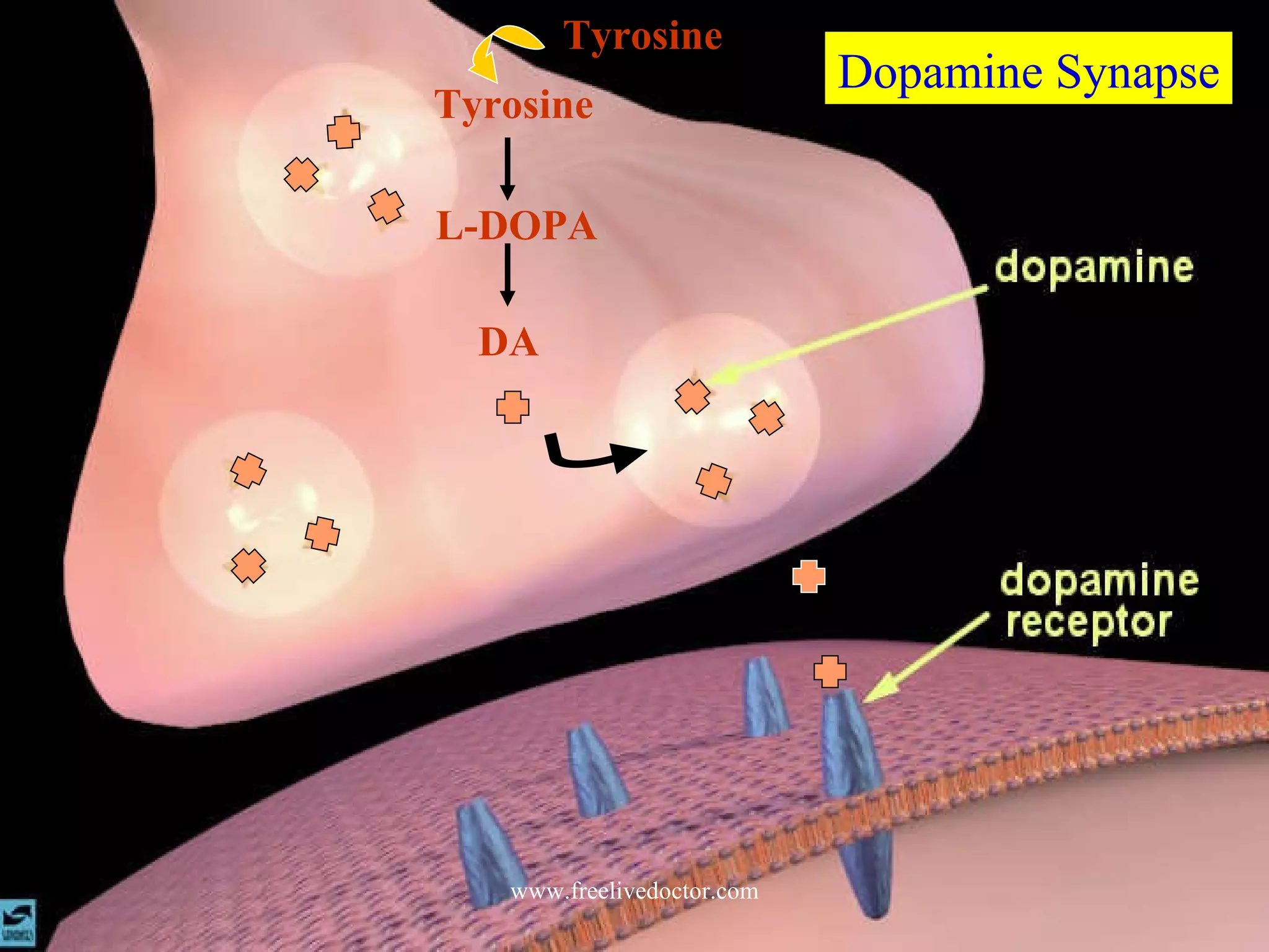Dopamine Synapse DA L-DOPA Tyrosine Tyrosine www.freelivedoctor.com