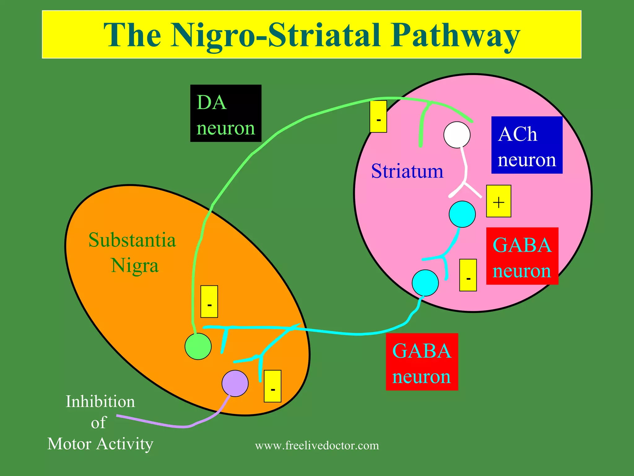 The Nigro-Striatal Pathway www.freelivedoctor.com Inhibition of Motor Activity DA neuron ACh neuron GABA neuron GABA neuron Substantia Nigra + - - - - Striatum