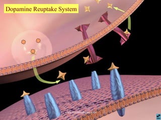 Dopamine Reuptake System www.freelivedoctor.com 