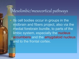 Mesolimbic/mesocortical pathways
• Its cell bodies occur in groups in the
midbrain and fibers project, also via the
medial forebrain bundle, to parts of the
limbic system, especially the nucleus
accumbens and the amygdaloid nucleus
and to the frontal cortex.
 