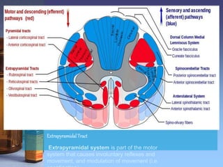 ExtrapyramidalTract
Extrapyramidal system is part of the motor
system that causes involuntary reflexes and
movement, and modulation of movement (i.e.
 