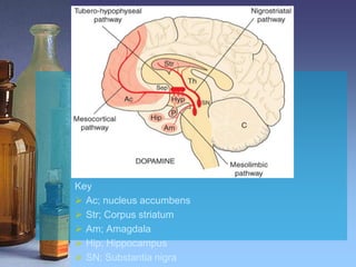 Key
 Ac; nucleus accumbens
 Str; Corpus striatum
 Am; Amagdala
 Hip; Hippocampus
 SN; Substantia nigra
 