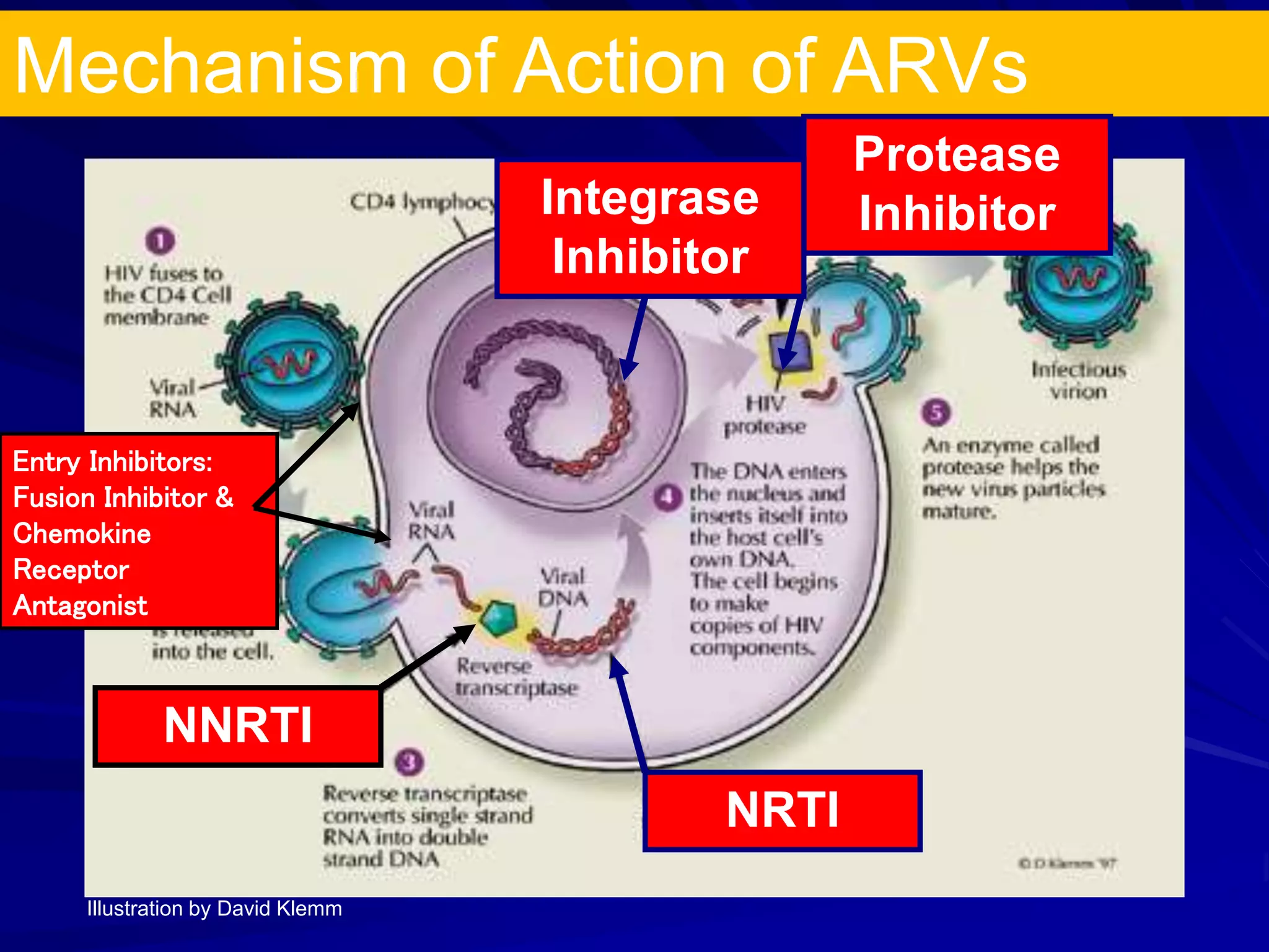 Mechanism of Action of ARVs
NNRTI
NRTI
Protease
Inhibitor
Illustration by David Klemm
Entry Inhibitors:
Fusion Inhibitor &
Chemokine
Receptor
Antagonist
Integrase
Inhibitor
 