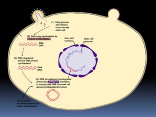 Azt Development Pharmacology of antiretroviraldrugs. pdf | PDF