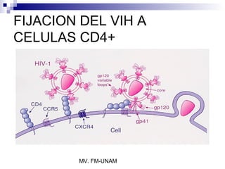 FIJACION DEL VIH A
CELULAS CD4+




        MV. FM-UNAM
 