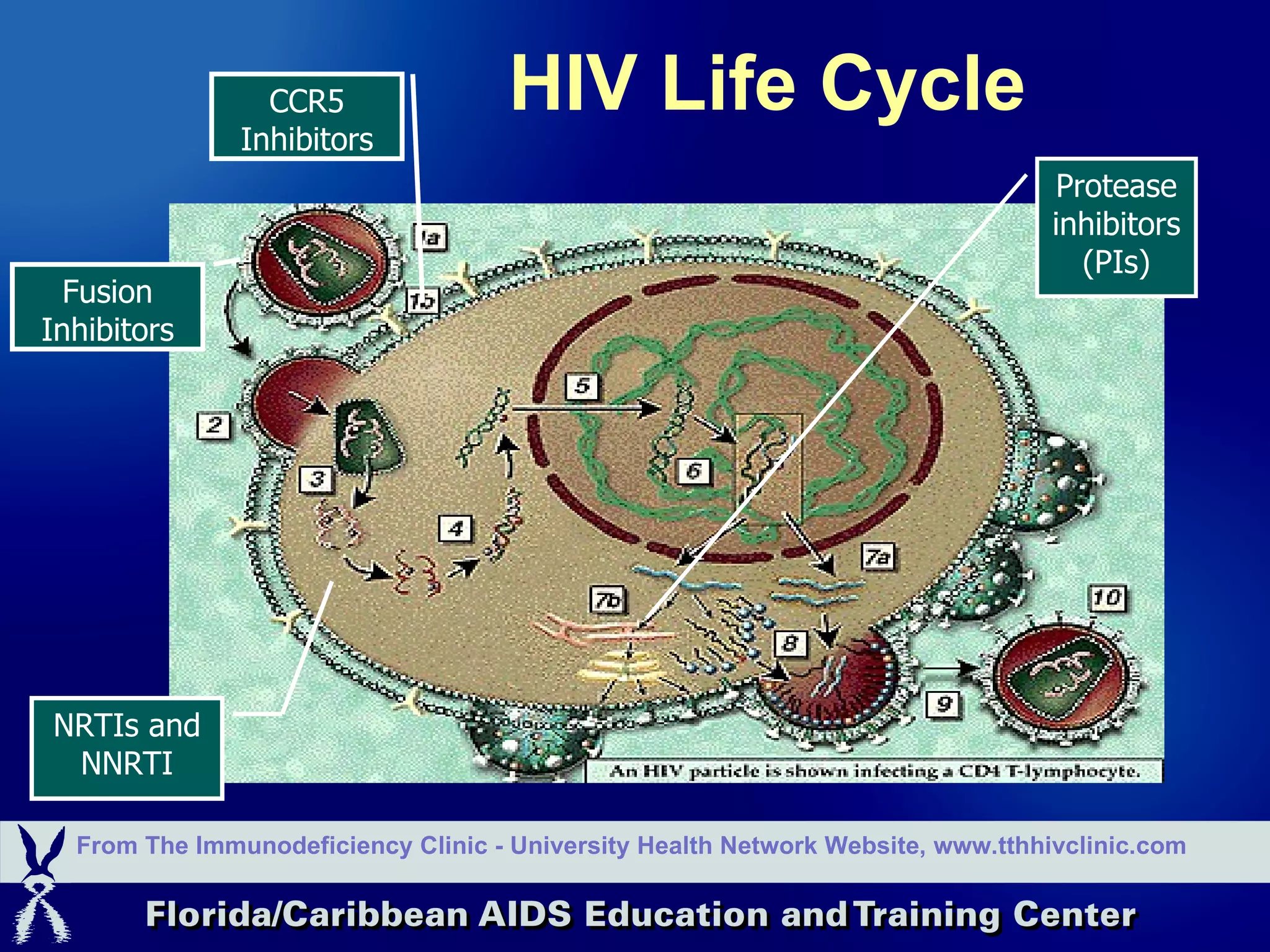 HIV Life Cycle From The Immunodeficiency Clinic - University Health Network Website, www.tthhivclinic.com Protease inhibitors (PIs) NRTIs and NNRTI Fusion Inhibitors CCR5 Inhibitors 