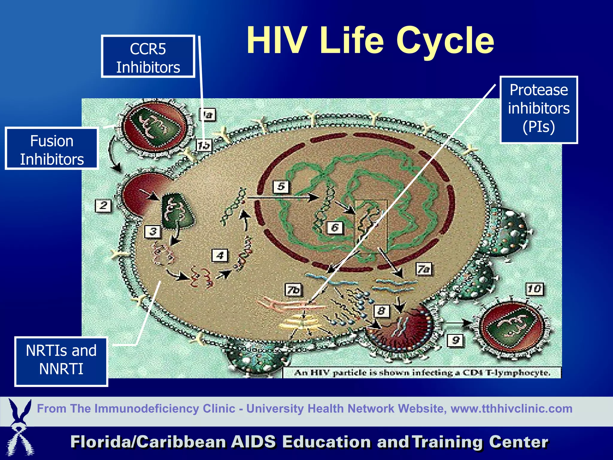HIV Life Cycle From The Immunodeficiency Clinic - University Health Network Website, www.tthhivclinic.com Protease inhibitors (PIs) NRTIs and NNRTI Fusion Inhibitors CCR5 Inhibitors 