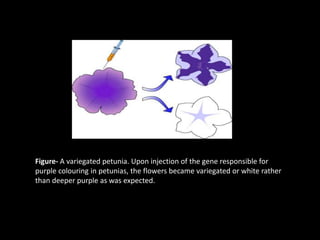 Figure- A variegated petunia. Upon injection of the gene responsible for
purple colouring in petunias, the flowers became variegated or white rather
than deeper purple as was expected.
 