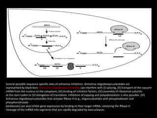 Several possible sequence specific sites of antisense inhibition. Antisense oligodeoxynucleotides are
represented by black bars. Antisense oligodeoxynucleotides can interfere with (I) splicing, (II) transport of the nascent
mRNA from the nucleus to the cytoplasm, (III) binding of initiation factors, (IV) assembly of ribosomal subunits
at the start codon or (V) elongation of translation. Inhibition of capping and polyadenylation is also possible. (VI)
Antisense oligodeoxynucleotides that activate RNase H (e.g., oligonucleotides with phosphodiester and
phosphorothioate
backbones) can also inhibit gene expression by binding to their target mRNA, catalyzing the RNase H
cleavage of the mRNA into segments that are rapidly degraded by exonucleases
 