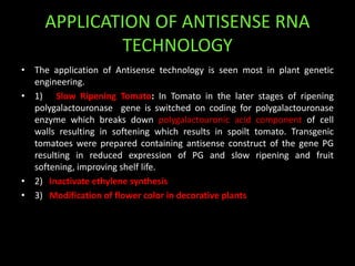 APPLICATION OF ANTISENSE RNA
TECHNOLOGY
• The application of Antisense technology is seen most in plant genetic
engineering.
• 1) Slow Ripening Tomato: In Tomato in the later stages of ripening
polygalactouronase gene is switched on coding for polygalactouronase
enzyme which breaks down polygalactouronic acid component of cell
walls resulting in softening which results in spoilt tomato. Transgenic
tomatoes were prepared containing antisense construct of the gene PG
resulting in reduced expression of PG and slow ripening and fruit
softening, improving shelf life.
• 2) Inactivate ethylene synthesis
• 3) Modification of flower color in decorative plants
 