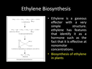 Ethylene Biosynthesis
• Ethylene is a gaseous
effecter with a very
simple structure.
ethylene has features
that identify it as a
hormone such as the
fact that it is effective at
nonomolar
concentrations.
• Biosynthesis of ethylene
in plants
 
