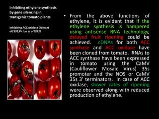 Inhibiting ethylene synthesis
by gene silencing in
transgenic tomato plants • From the above functions of
ethylene, it is evident that if the
ethylene synthesis is hampered
using antisense RNA technology,
delayed fruit ripening could be
achieved. cDNAs for both ACC
synthase and ACC oxidase have
been cloned from tomato. RNAs to
ACC synthase have been expressed
in tomato using the CaMV
(Cauliflower Mosaic Virus) 35s
promoter and the NOS or CaMV
35s 3’ terminators. In case of ACC
oxidase, slower rates of ripening
were observed along with reduced
production of ethylene.
Inhibiting ACC oxidase (John et
al1995;Picton et al1993)
 
