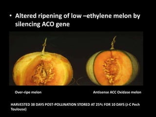 • Altered ripening of low –ethylene melon by
silencing ACO gene
Over-ripe melon Antisense ACC Oxidase melon
HARVESTED 38 DAYS POST-POLLINATION STORED AT 25ºc FOR 10 DAYS (J-C Pech
Toulouse)
 