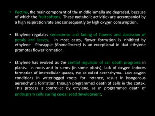 • Pectins, the main component of the middle lamella are degraded, because
of which the fruit softens. These metabolic activities are accompanied by
a high respiration rate and consequently by high oxygen consumption.
• Ethylene regulates senescense and fading of flowers and abscission of
petals and leaves. In most cases, flower formation is inhibited by
ethylene. Pineapple (Bromeliaceae) is an exceptional in that ethylene
promotes flower formation.
• Ethylene has evolved as the central regulator of cell death programs in
plants. In roots and in stems (in some plants), lack of oxygen induces
formation of intercellular spaces, the so called aerenchyma. Low oxygen
conditions in waterlogged roots, for instance, result in lysogenous
aerenchyma formation through programmed death of cells in the cortex.
This process is controlled by ethylene, as in programmed death of
endosprem cells during cereal seed development.
 