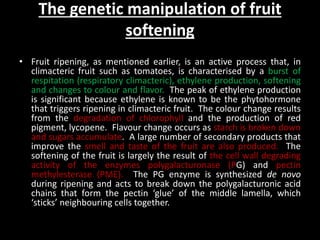 The genetic manipulation of fruit
softening
• Fruit ripening, as mentioned earlier, is an active process that, in
climacteric fruit such as tomatoes, is characterised by a burst of
respitation (respiratory climacteric), ethylene production, softening
and changes to colour and flavor. The peak of ethylene production
is significant because ethylene is known to be the phytohormone
that triggers ripening in climacteric fruit. The colour change results
from the degradation of chlorophyll and the production of red
pigment, lycopene. Flavour change occurs as starch is broken down
and sugars accumulate. A large number of secondary products that
improve the smell and taste of the fruit are also produced. The
softening of the fruit is largely the result of the cell wall degrading
activity of the enzymes polygalacturonase (PG) and pectin
methylesterase (PME). The PG enzyme is synthesized de novo
during ripening and acts to break down the polygalacturonic acid
chains that form the pectin ‘glue’ of the middle lamella, which
‘sticks’ neighbouring cells together.
 