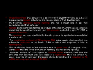 • Polygalacturonase [PG; poly(1,4 -D-galacturonide) glycanhydrolase; EC 3.2.1.15]
is expressed in tomato only during the ripening stage of fruit development.
• PG becomes abundant during ripening and has a major role in cell wall
degradation and fruit softening.
• Tomato plants were transformed to produce antisense RNA from a gene construct
containing the cauliflower mosaic virus 35S promoter and a full-length PG cDNA in
reverse orientation.
• The construct was integrated into the tomato genome by agrobacterium-mediated
transformation.
• The constitutive synthesis of PG antisense RNA in transgenic plants resulted in a
substantial reduction in the levels of PG in mRNA and enzymatic activity in
ripening fruit.
• The steady-state levels of PG antisense RNA in green fruit of transgenic plants
were lower than the levels of PG mRNA normally attained during ripening.
• However, analysis of transcription in isolated nuclei demonstrated that the
antisense RNA construct was transcribed at a higher rate than the tomato PG
gene. Analysis of fruit from transgenic plants demonstrated a reduction in PG
mRNA and enzymatic activity of 70-90%.
 