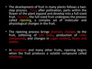 • The development of fruit in many plants follows a two-
step process. First, after pollination, parts within the
flower of the plant expand and develop into a full-sized
fruit. Second, the full-sized fruit undergoes the process
called ripening, a complex set of molecular and
physiological changes in the fruit.
• The ripening process brings dramatic changes to the
fruit, softening of cell walls, production of color
compounds, and changes in sugar content, flavor and
aroma.
• In tomatoes and many other fruits, ripening begins
when the fruit produces a volatile compound called
ethylene.
 