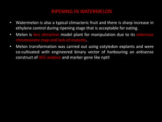RIPENING IN WATERMELON
• Watermelon is also a typical climacteric fruit and there is sharp increase in
ethylene control during ripening stage that is acceptable for eating.
• Melon is less attractive model plant for manipulation due to its extensive
chromosome map and lack of mutants.
• Melon transformation was carried out using cotyledon explants and were
co-cultivated with engineered binary vector of harbouring an antisense
construct of ACC oxidase and marker gene like nptII
 