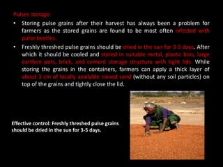Pulses storage:
• Storing pulse grains after their harvest has always been a problem for
farmers as the stored grains are found to be most often infested with
pulse beetles.
• Freshly threshed pulse grains should be dried in the sun for 3-5 days. After
which it should be cooled and stored in suitable metal, plastic bins, large
earthen pots, brick, and cement storage structure with tight lids. While
storing the grains in the containers, farmers can apply a thick layer of
about 3 cm of locally available sieved sand (without any soil particles) on
top of the grains and tightly close the lid.
Effective control: Freshly threshed pulse grains
should be dried in the sun for 3-5 days.
 