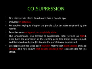 CO-SUPRESSION
• First discovery in plants found more than a decade ago.
• Occurred in petunias.
• Researchers trying to deepen the purple color but were surprised by the
results.
• Petunias were variegated or completely white.
• This phenomenon was termed co-suppression (later termed as RNAi),
since both the expression of the existing gene (the initial purple colour),
and the introduced gene (to deepen the purple) were suppressed.
• Co-suppression has since been found in many other plant species and also
in fungi. It is now known that double stranded RNA is responsible for this
effect.
 