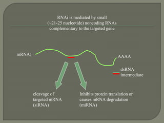 AAAA
RNAi is mediated by small
(~21-25 nucleotide) noncoding RNAs
complementary to the targeted gene
cleavage of
targeted mRNA
(siRNA)
Inhibits protein translation or
causes mRNA degradation
(miRNA)
mRNA:
dsRNA
intermediate
 