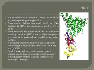  An endonuclease of RNase III family essential for
sequence-specific gene suppression.
 Dicer cleaves dsRNA into small interfering RNA
duplexes (siRNAs) encompassing a length of 21 to
25 nt.
 Dicer facilitates the formation of the RNA-induced
silencing complex (RISC, whose catalytic component
argonoute is an endonuclease capable of degrading
mRNA).
 Argonaute proteins bind different classes of small
non-coding RNAs, including (miRNAs), (siRNAs)
and (piRNAs).
 Small RNAs guide Argonaute proteins to their
specific targets through sequence complementarity,
which typically leads to silencing (endonuclease
activity) of the target.
 